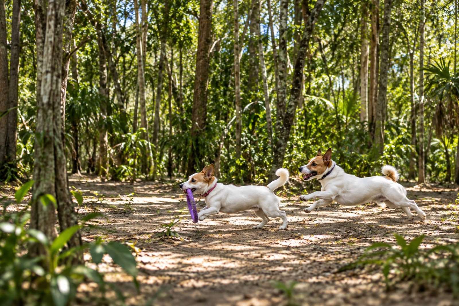 Perros jugando al aire libre en un sendero rodeado de vegetación